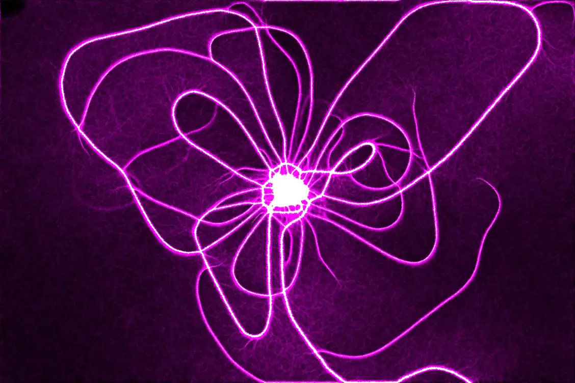 white slime mold simulation creating a pattern of densely interlocking branches